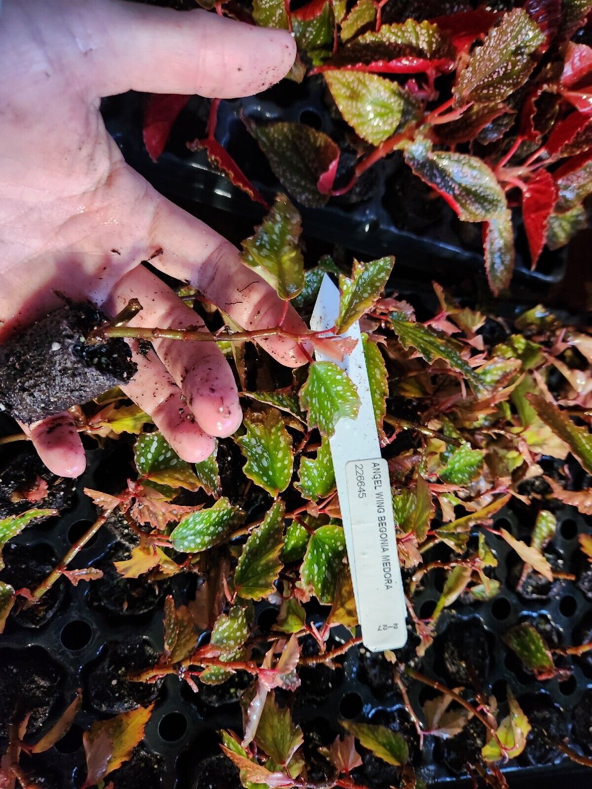 1 Live Angel Wing/cane Medora Begonia Rooted