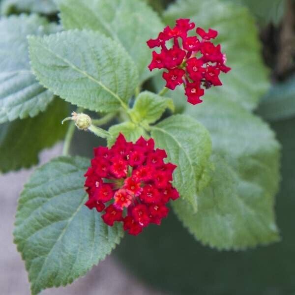 Lantana "SALSA " Live Rooted Starter Spicey New Color
