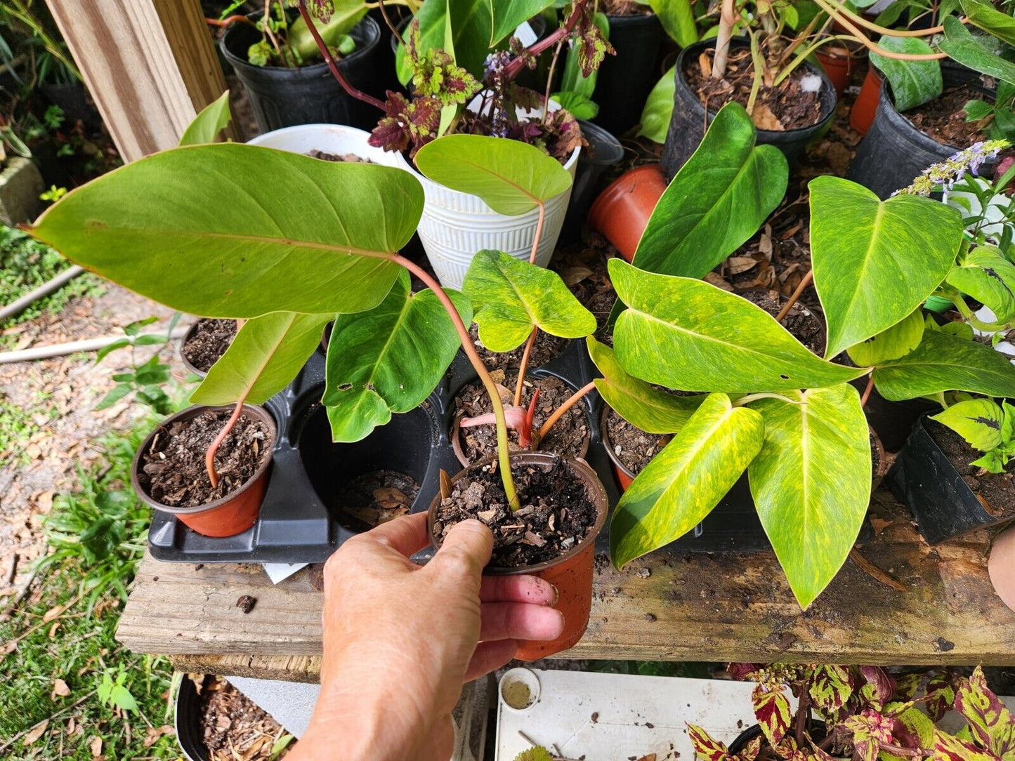 Painted Lady Philodendron Variegated Rooted Well Started