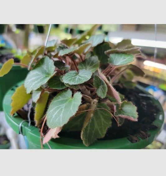 Strawberry Begonia