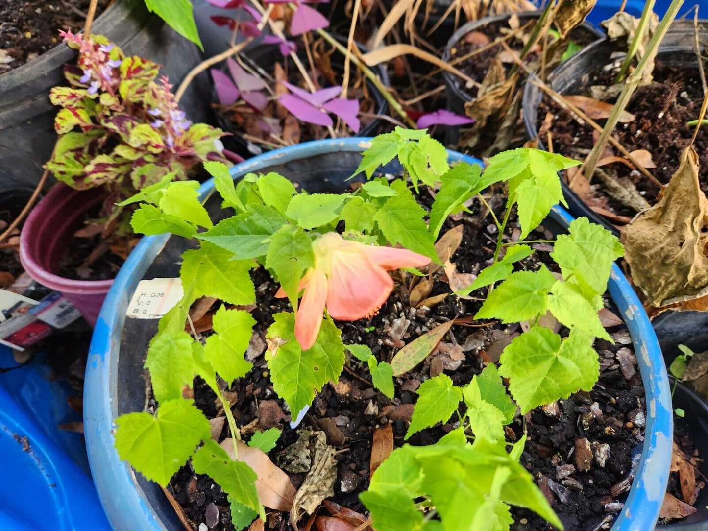 Abutilon Hybrid Lucky Lantern Tangerine 1 Live Starter Plant