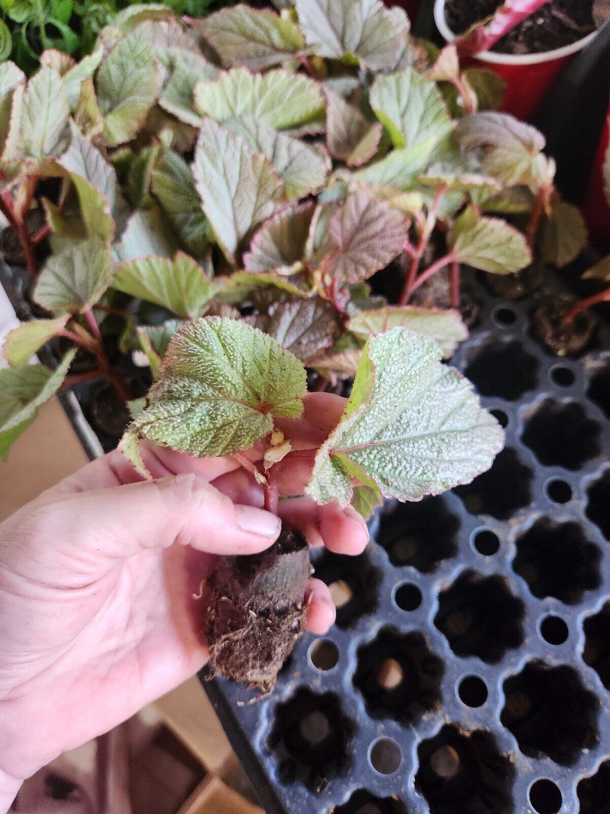 LiveBegonia PINK SINBAD Rooted Plant Angel Wing /cane