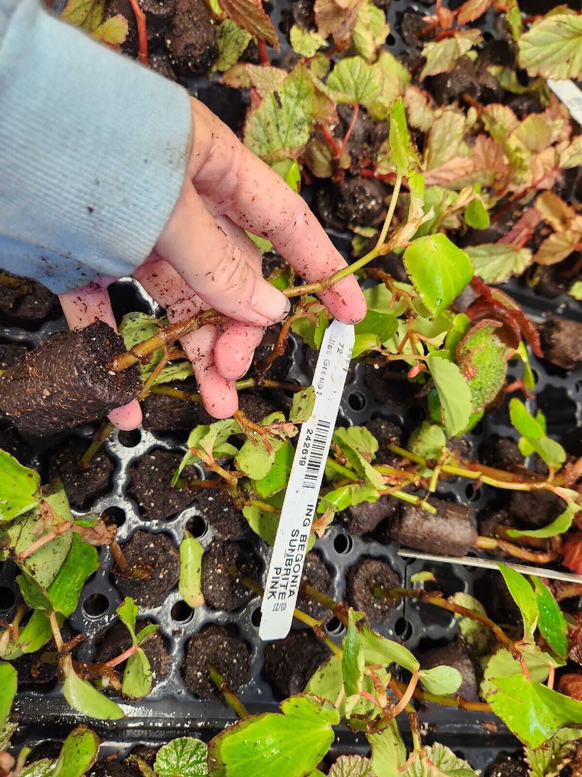 1 Live Sunbright Pink or Red Begonia Rooted