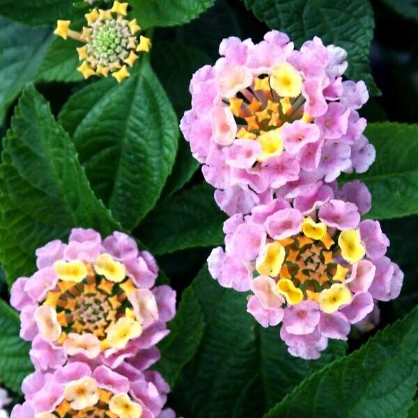 Lantana "WAGON WHEEL PINK" Live Rooted Starter Plant