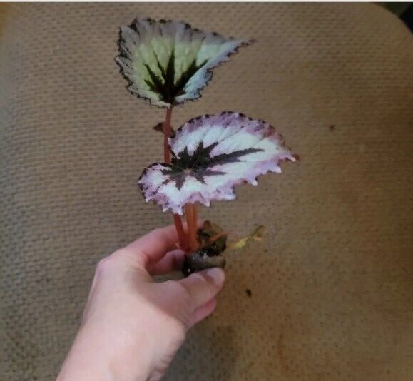 Rex Begonia Harmony's Fire Woman