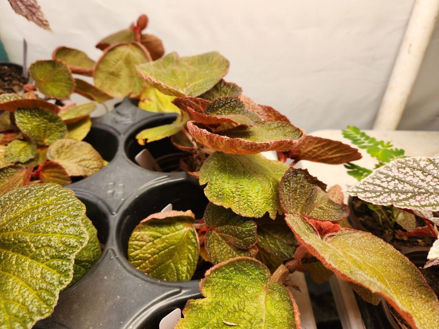1 Live Begonia Morocco Rooted Plant aka Fancy/Painted Leaf Rhizomatous
