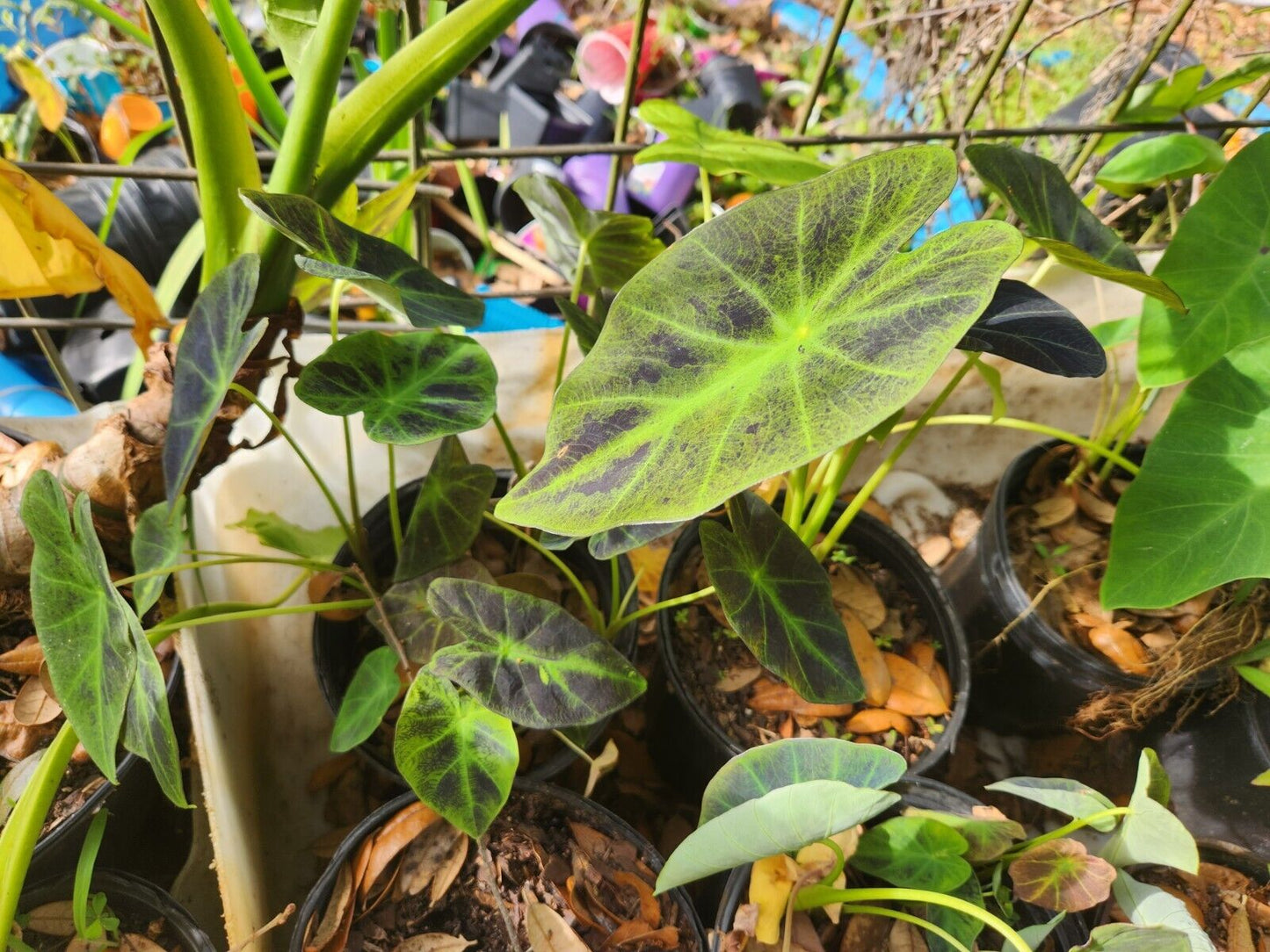 Taro Imperial