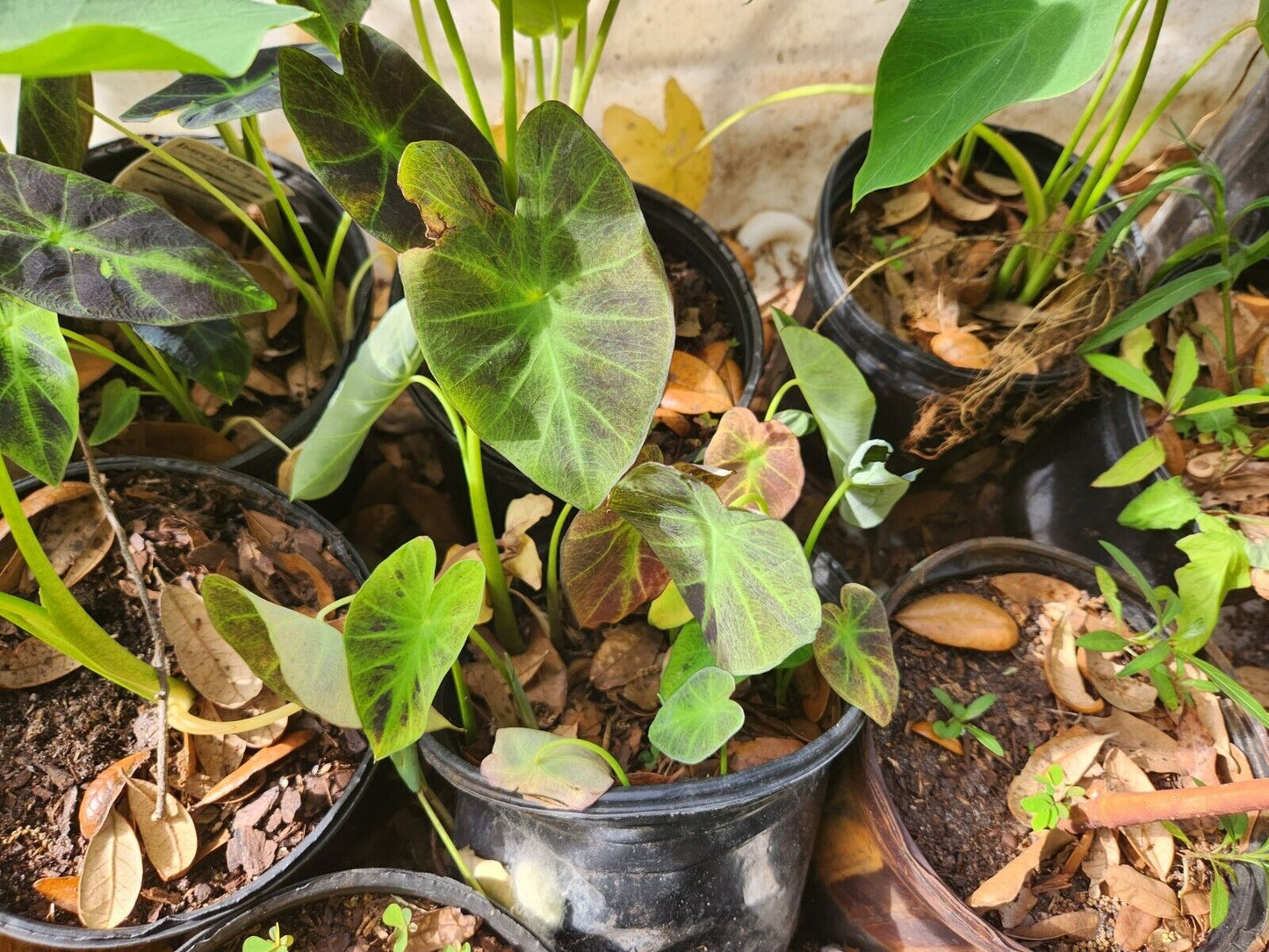 Taro Imperial