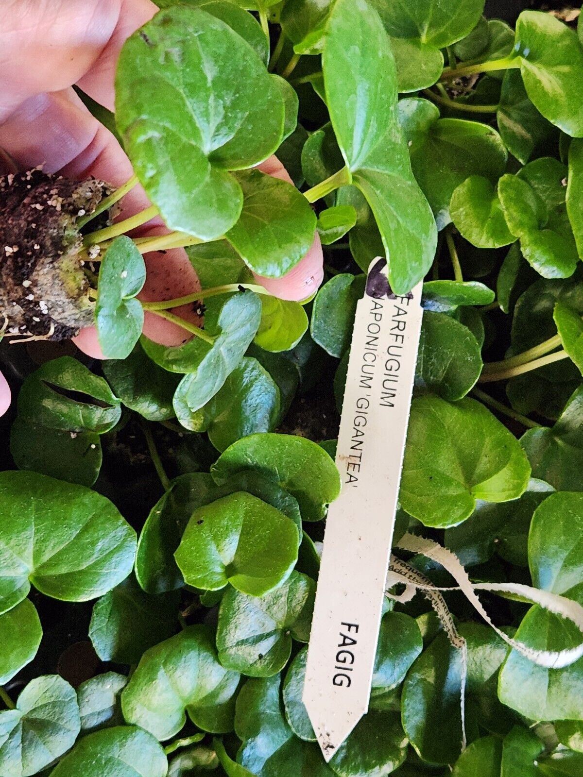 1 LIVE Plant SMALL Farfugium  Japonica Gigantea Tractor Seat