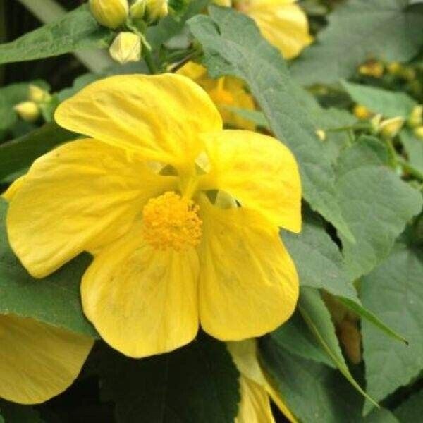 Abutilon Lucky Lantern YELLOW starter Plant