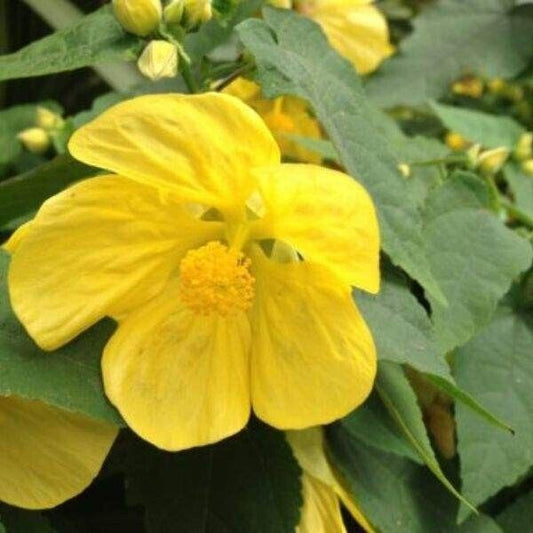 Abutilon Lucky Lantern YELLOW  starter Plant