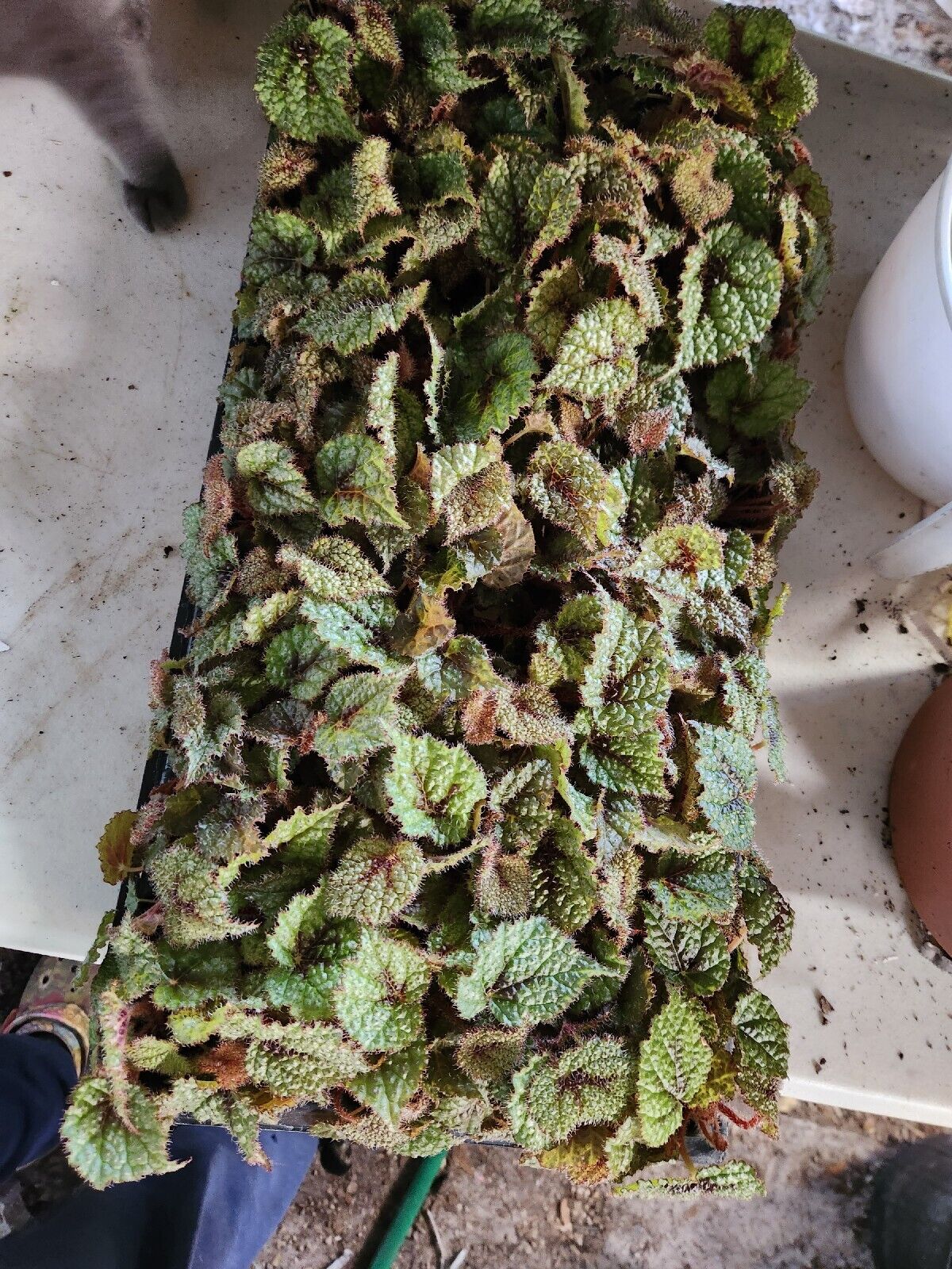 1 Live Begonia masoniana 'Iron Cross Rex type Rooted