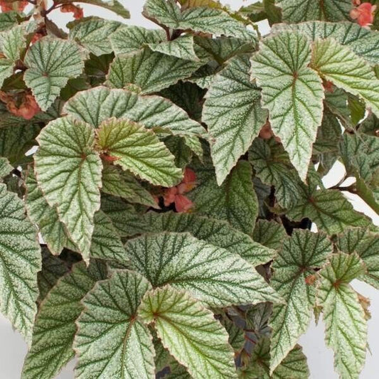 1 Live   Angel Wing /cane Begonia Frosty Rooted