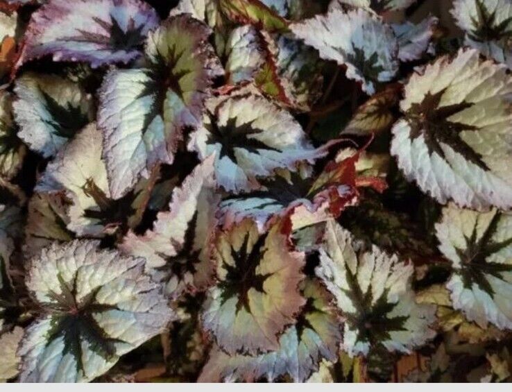 Rex Begonia Harmony's Fire Woman