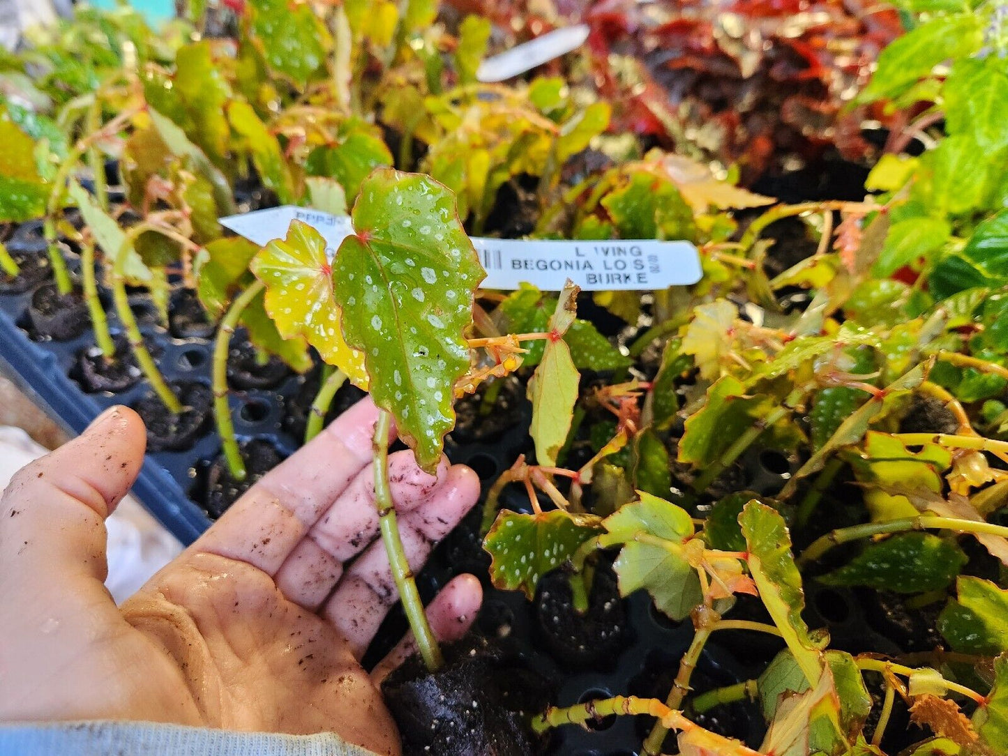 1 Live Angel Wing/cane Lois Burke Begonia Rooted