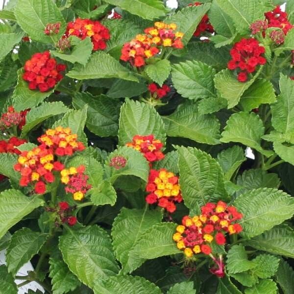 Lantana " RED COMPACTA" Live Rooted Starter Plant