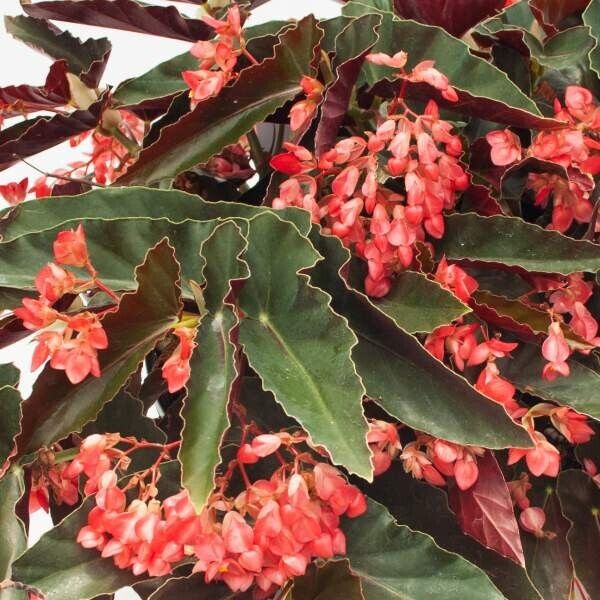 1 Live Angel Wing/cane Begonia Torch Red Begonia Rooted