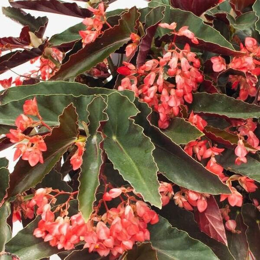 Live   Angel Wing/cane Begonia Torch Red Begonia Rooted