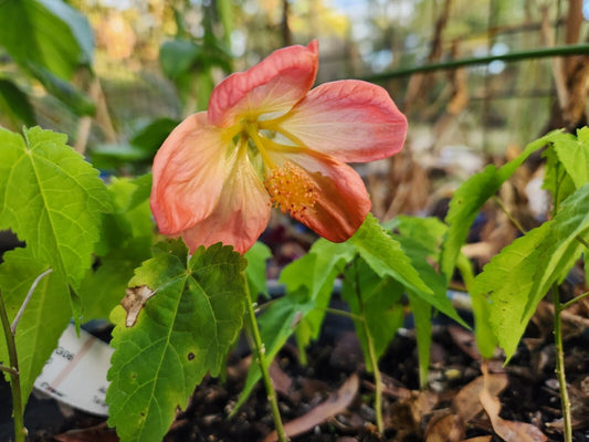 Abutilon Hybrid Lucky Lantern Tangerine 1 Live Starter Plant