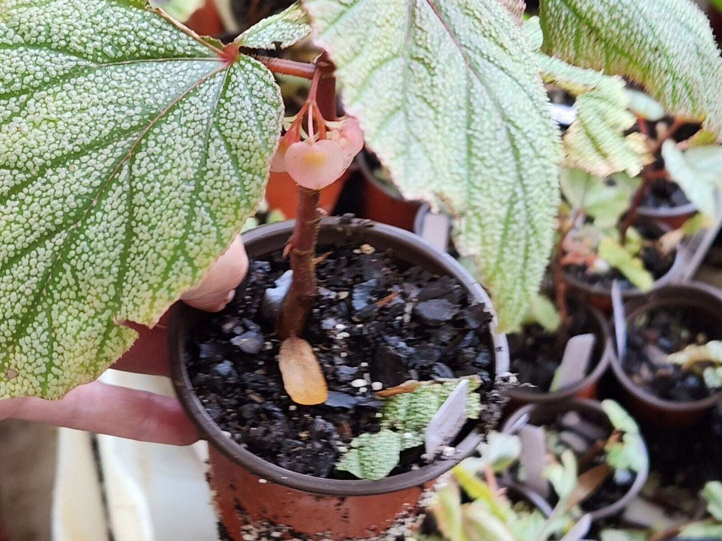 LiveBegonia PINK SINBAD Rooted Plant Angel Wing /cane