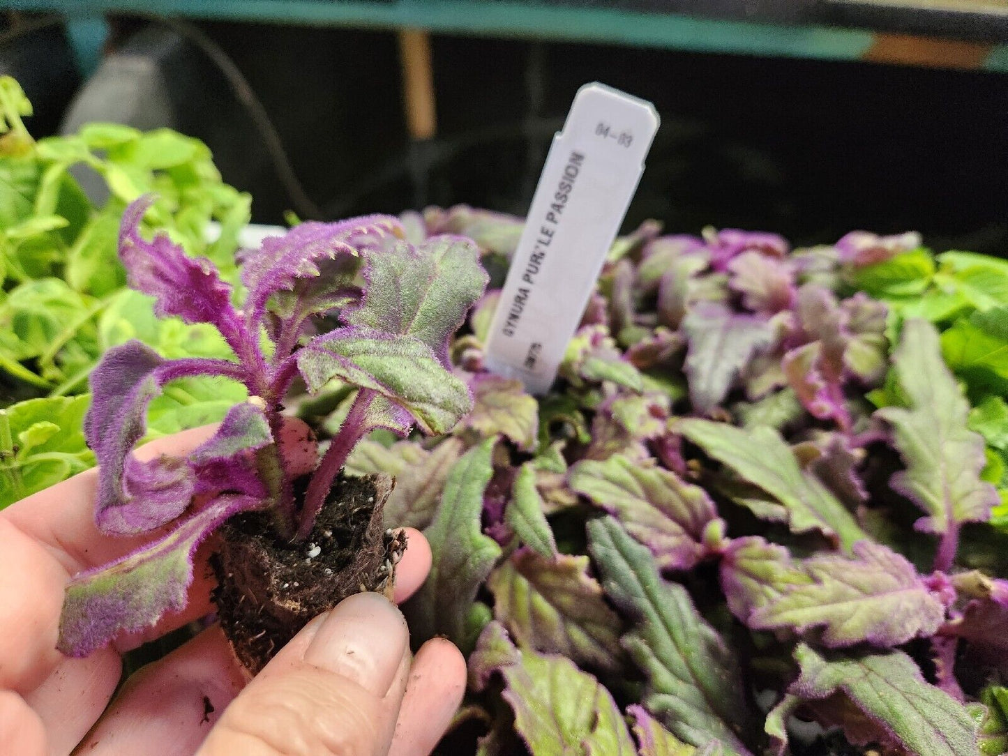 1 live rooted RARE Purple Passion (Gynura Aurantiaca) purple velvet