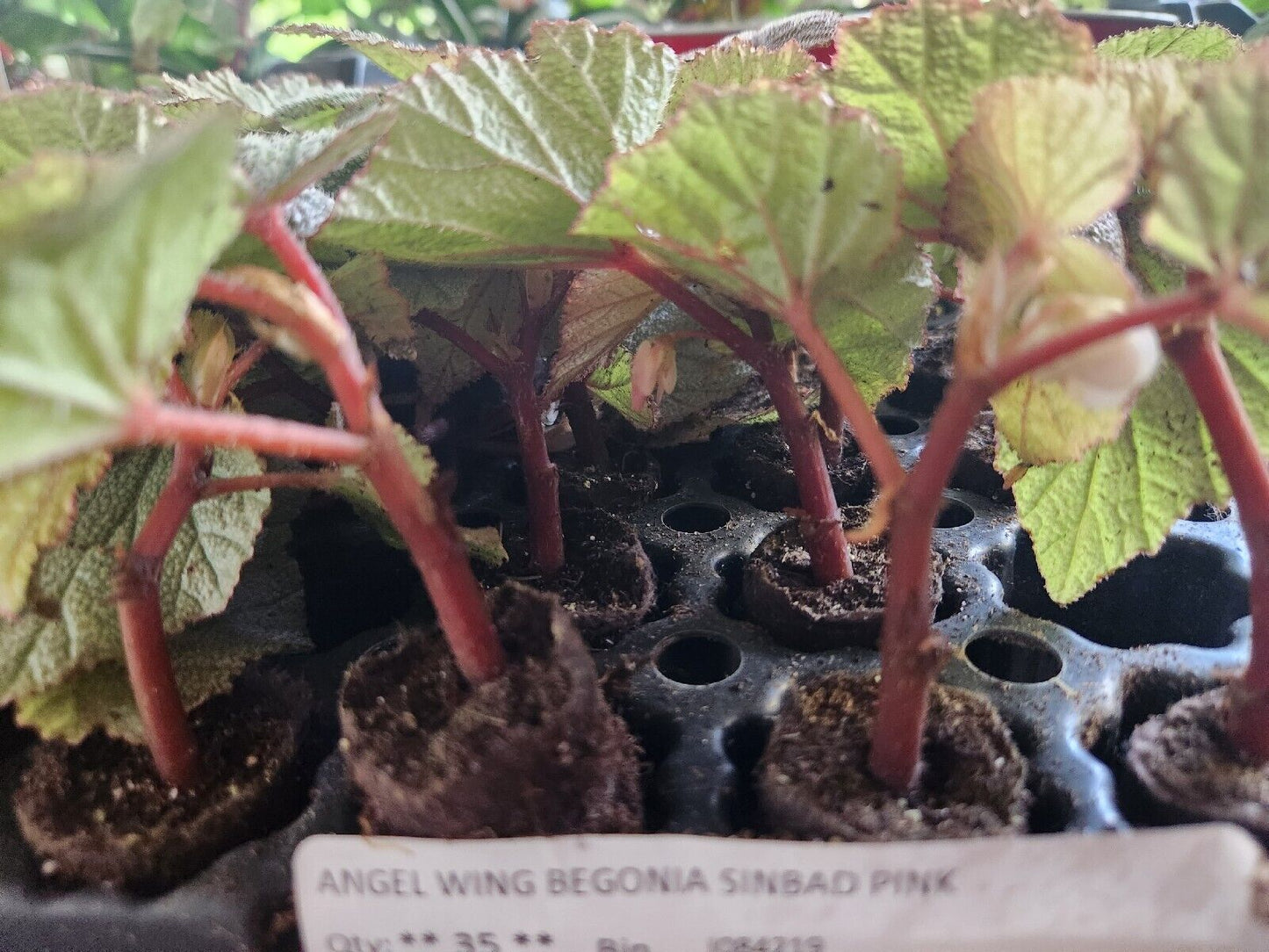 LiveBegonia PINK SINBAD Rooted Plant Angel Wing /cane