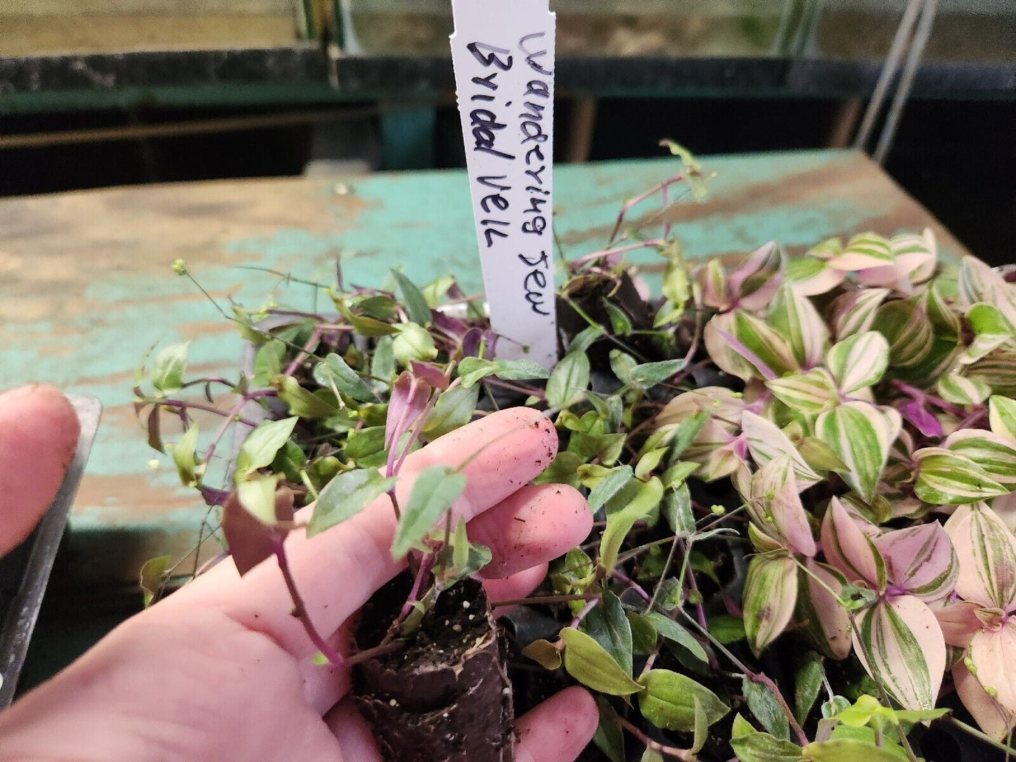 1 Live Rooted Starter Tradescantia "Tahitian Bridal Veil" Wandering Jew Plant