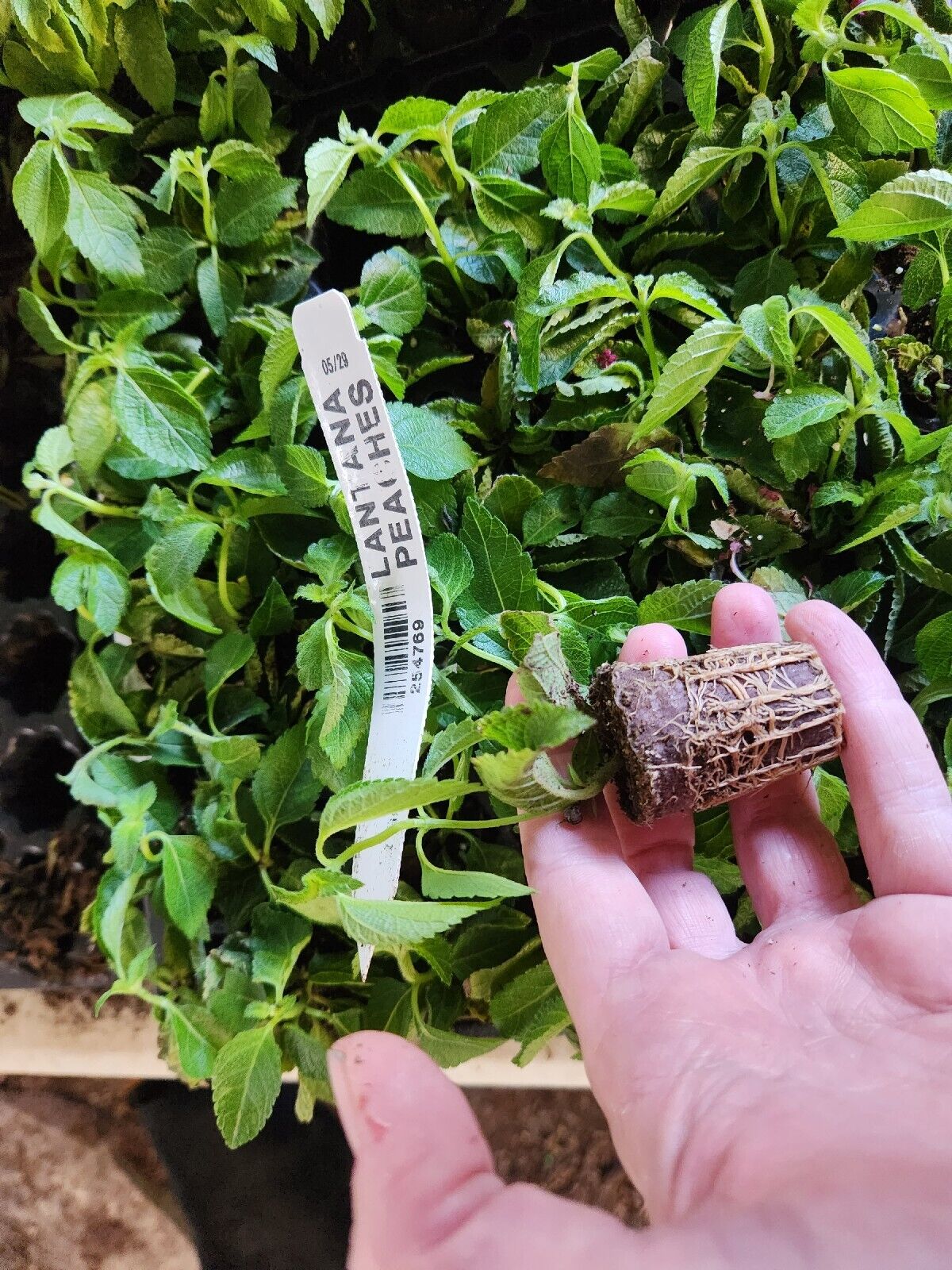 Lantana 'PEACHES " Live Rooted Starter Plant Soft Pretty Color