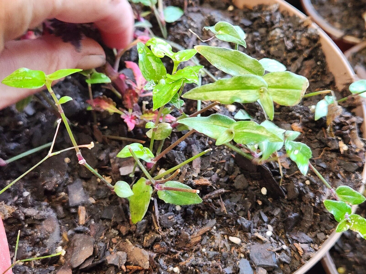 1 Live Rooted Starter Tradescantia "Tahitian Bridal Veil" Wandering Jew Plant