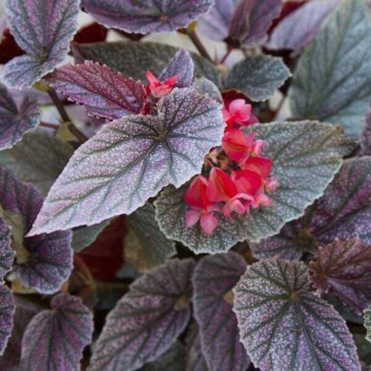 1 Live Begonia MISS MUMMEY Rooted  Plant Angel Wing Cane