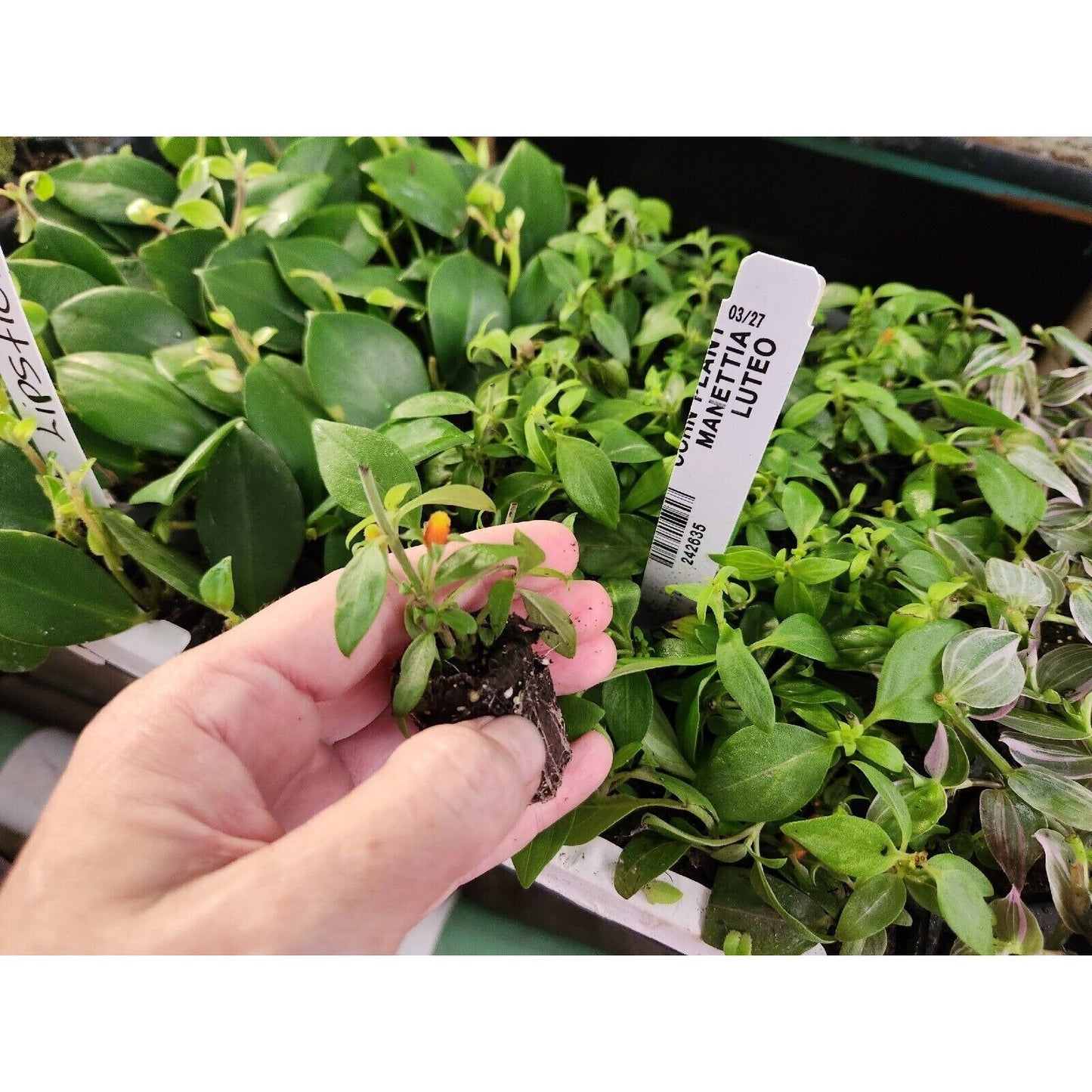 Candy Corn Vine Rooted Starter Plant about 2 inches tall  RARE
