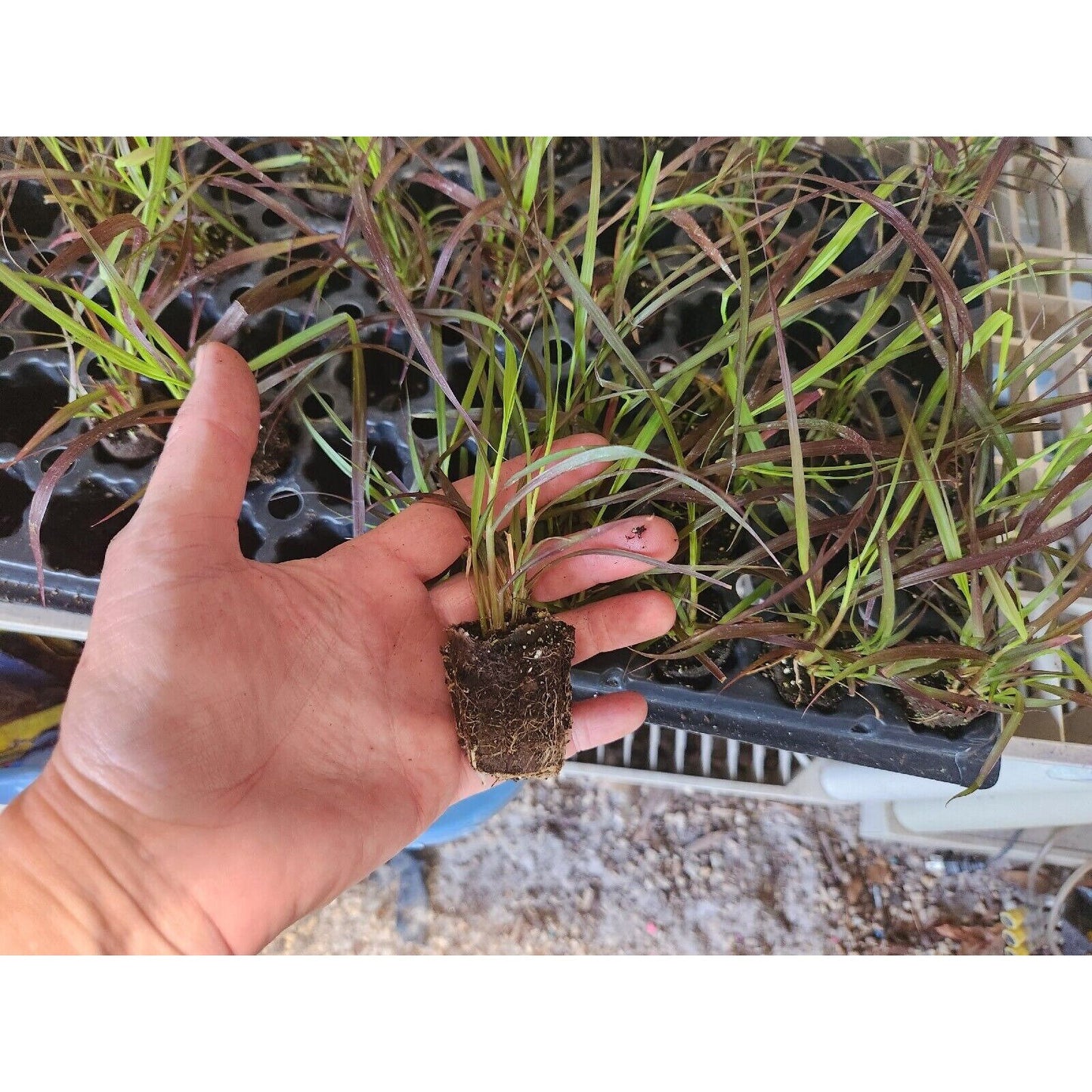 1 Live Starter/plug Rooted Purple Fountain Grass