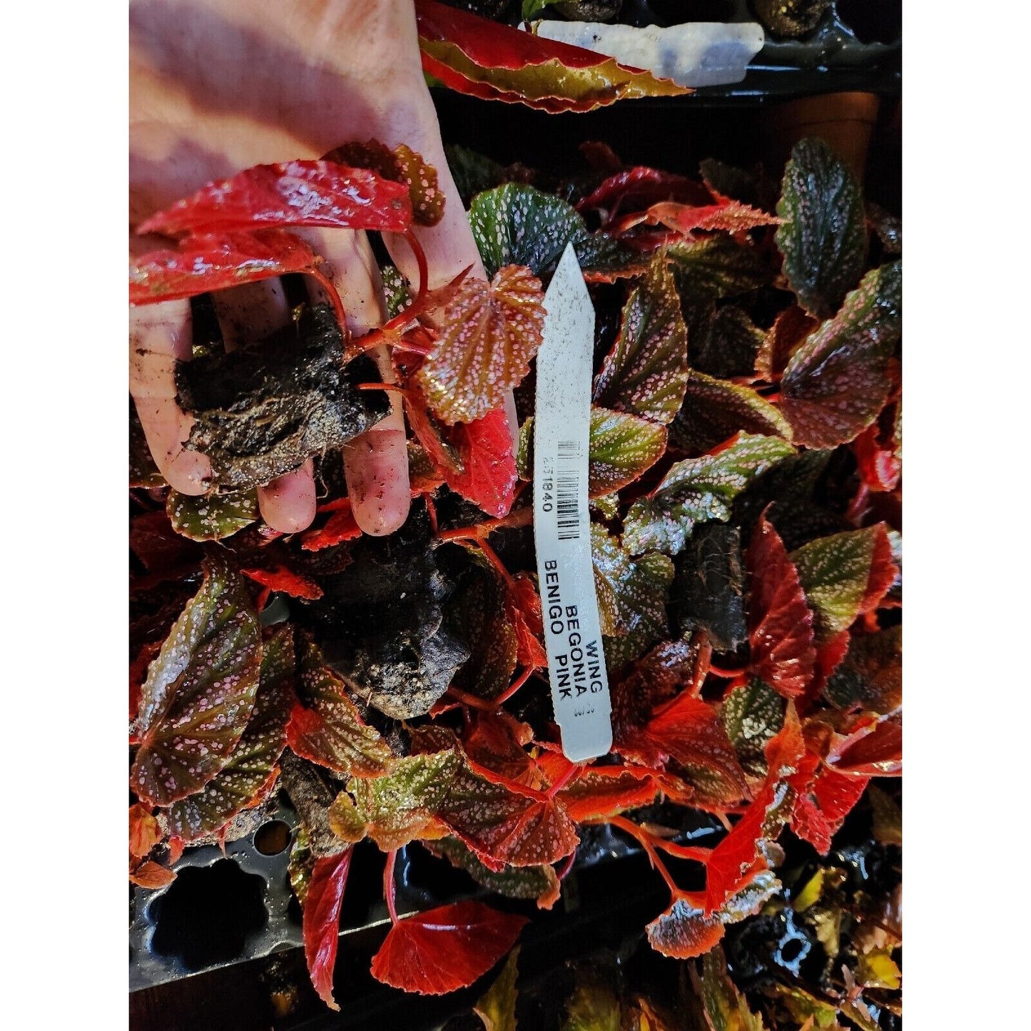 1 Live Rooted Angel Wing/cane Begonia Beningo Pink cane type