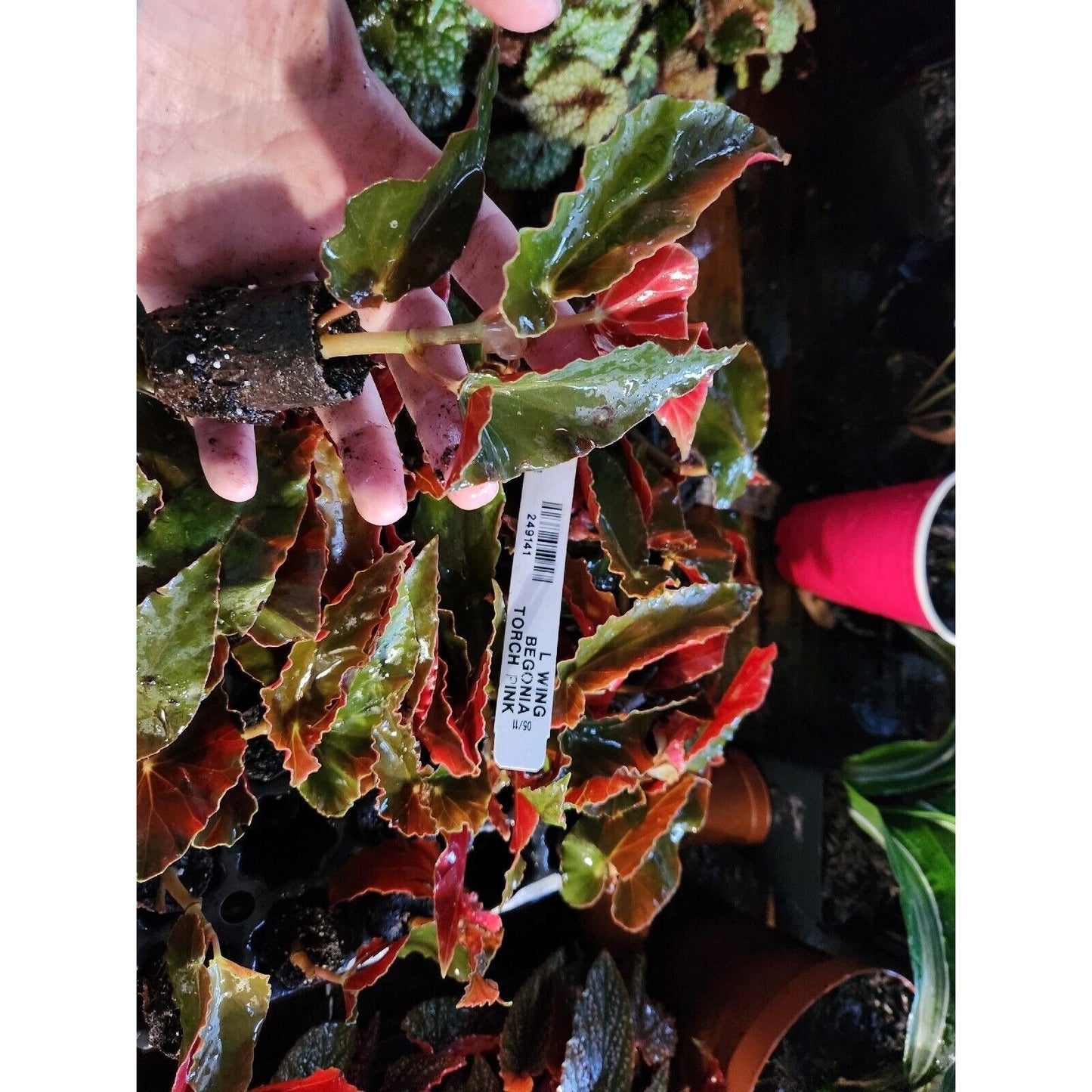 1 Live Angel Wing/cane Begonia Torch Pink Begonia Rooted