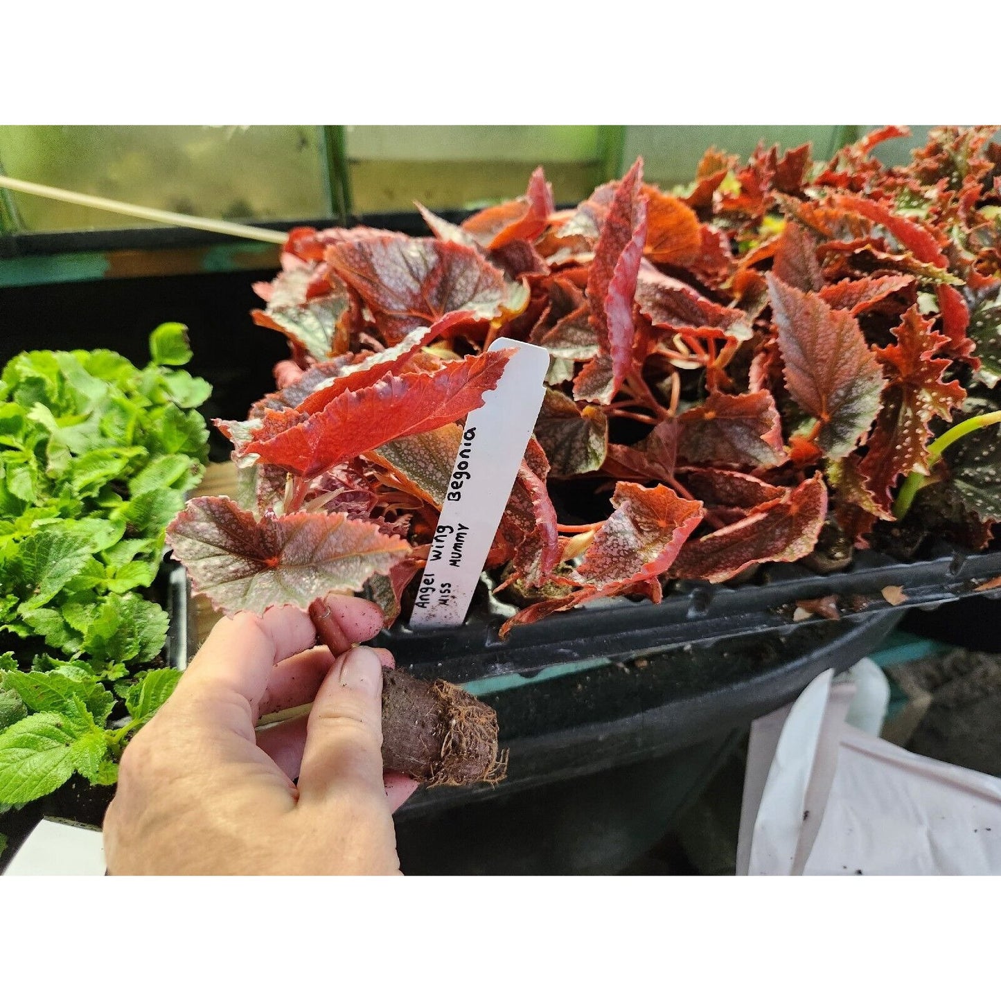 1 Live Begonia MISS MUMMEY Rooted Plant Angel Wing Cane