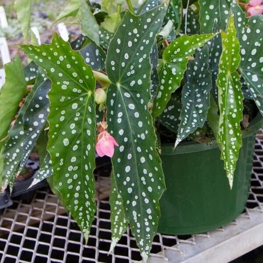 1 LiveBegonia MY SPECIAL Rooted Plant  Angel Wing Cane Polka Dot Spotted