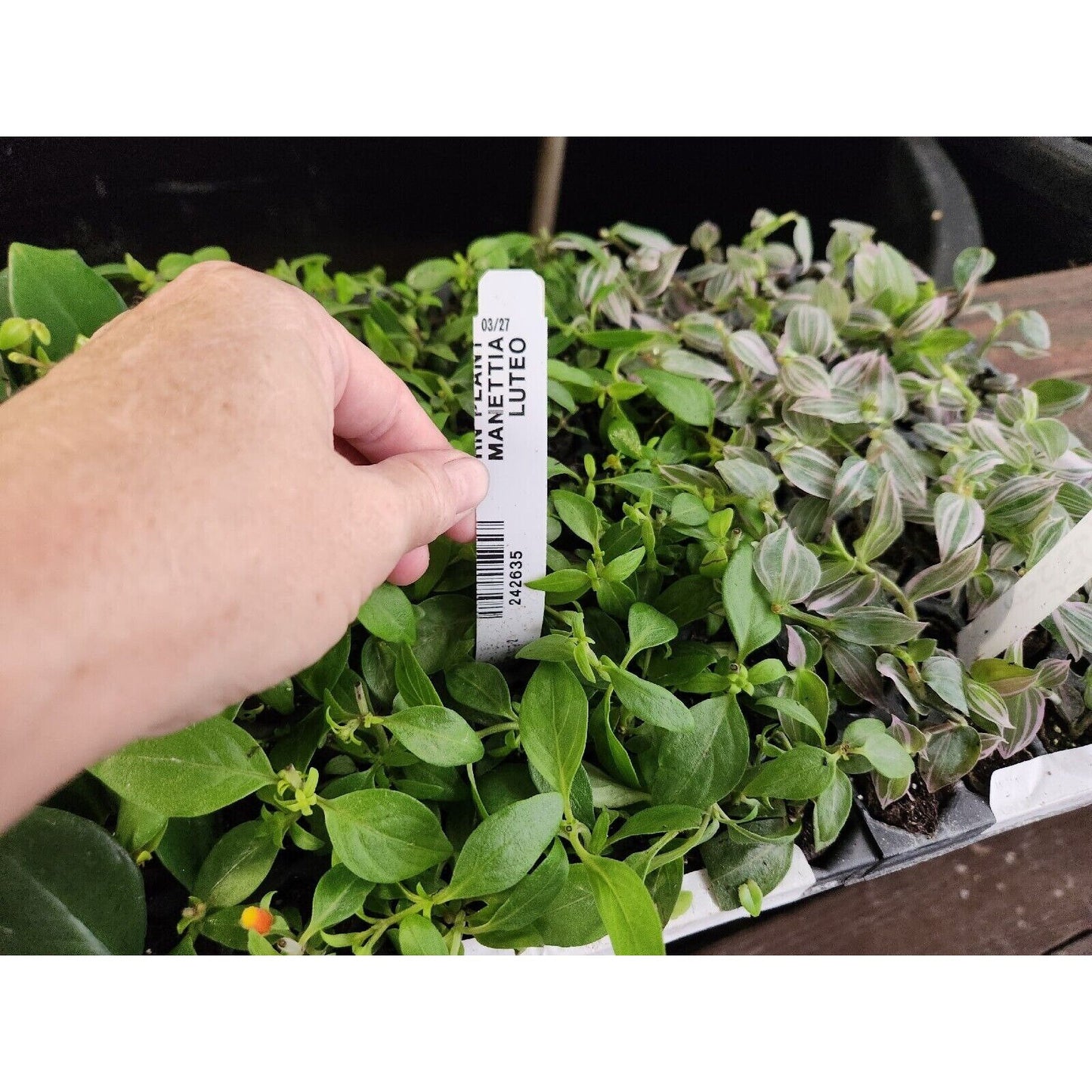 Candy Corn Vine Rooted Starter Plant about 2 inches tall  RARE