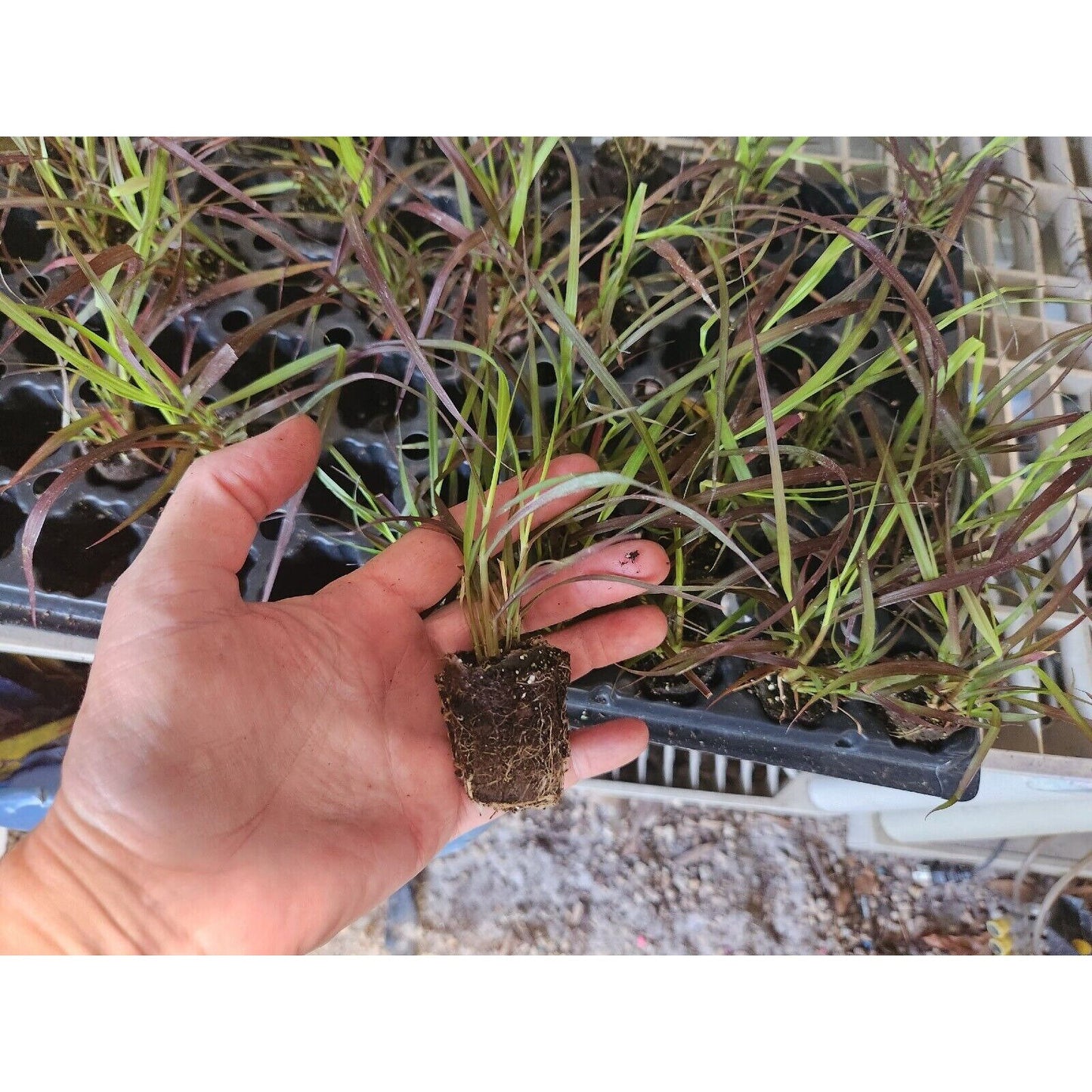 1 Live Starter/plug Rooted Purple Fountain Grass