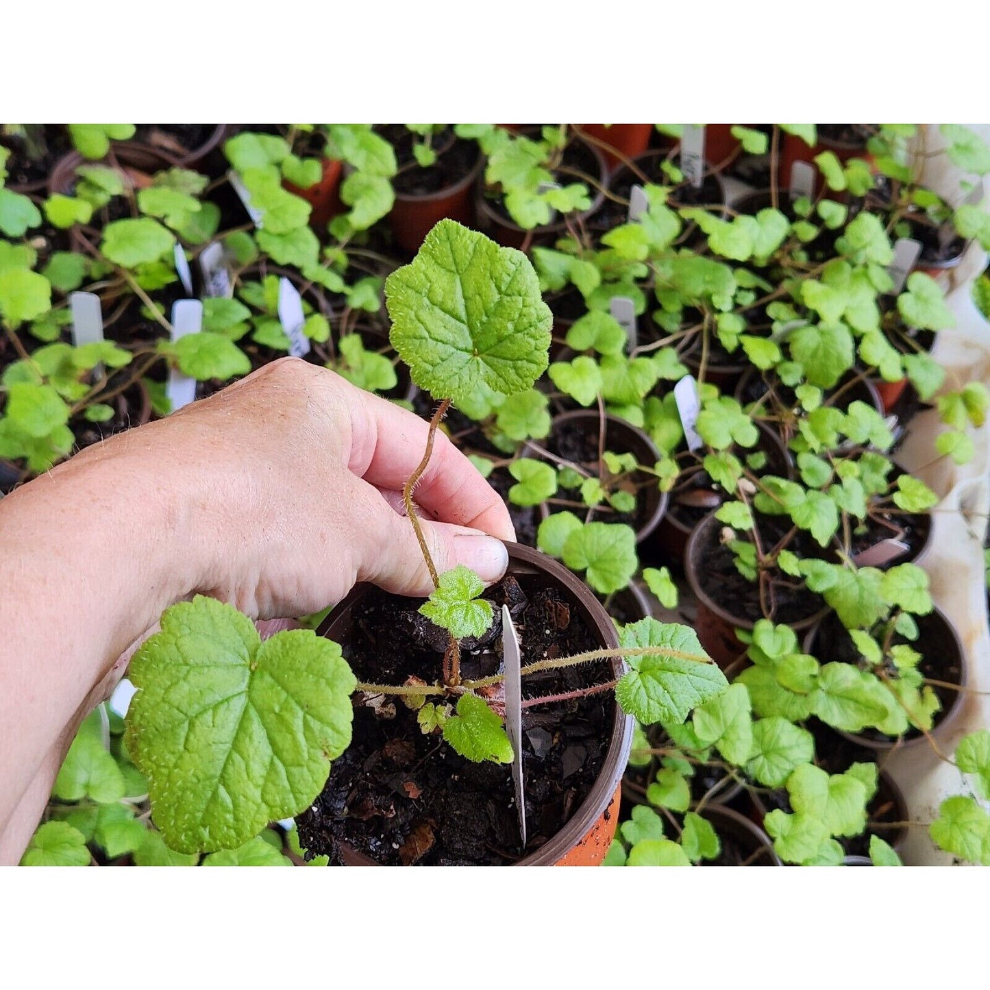 1 Live House Plant Piggy Back Plant starter