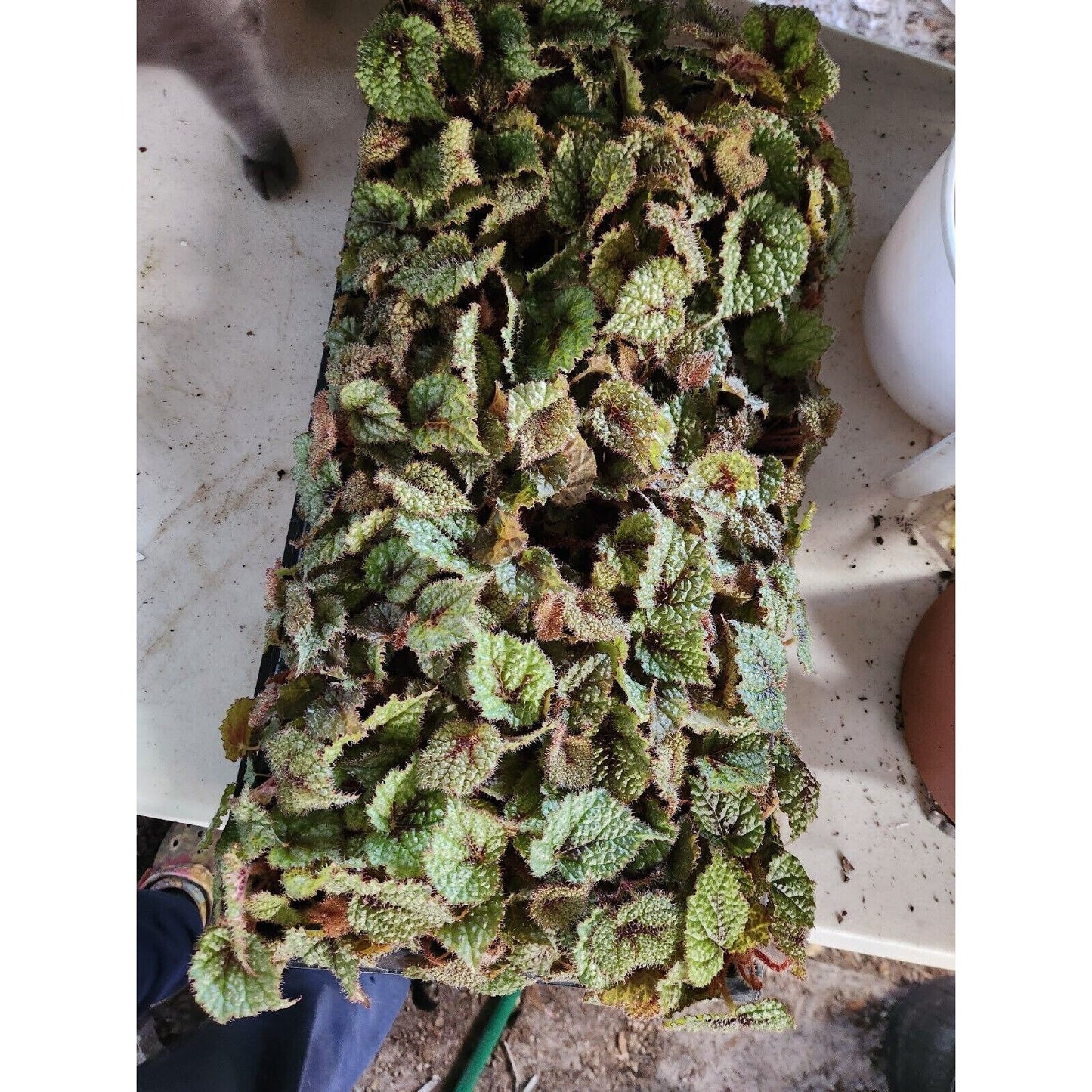 Live Begonia masoniana 'Iron Cross Rex type Rooted