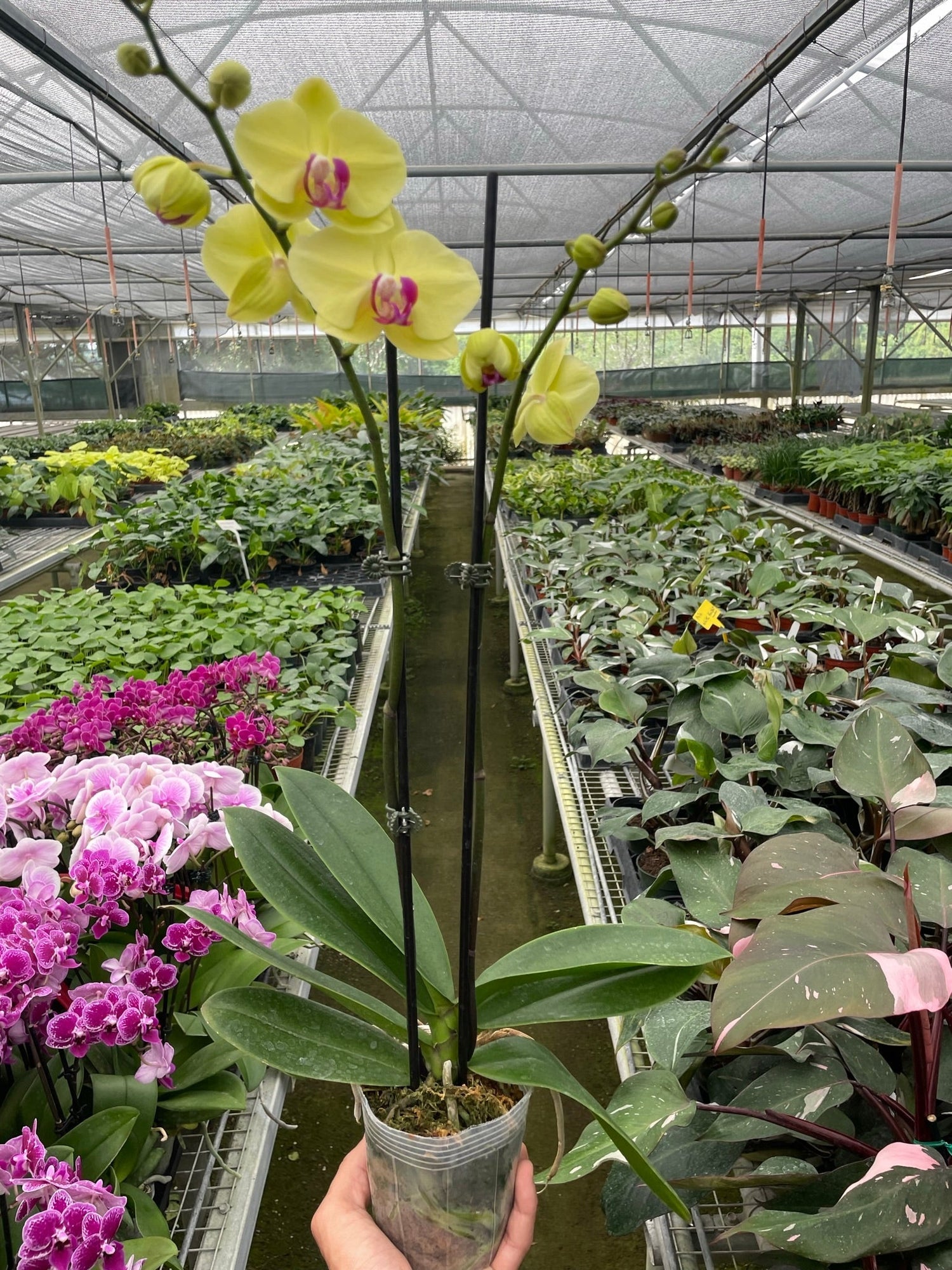 Partner Greenhouse