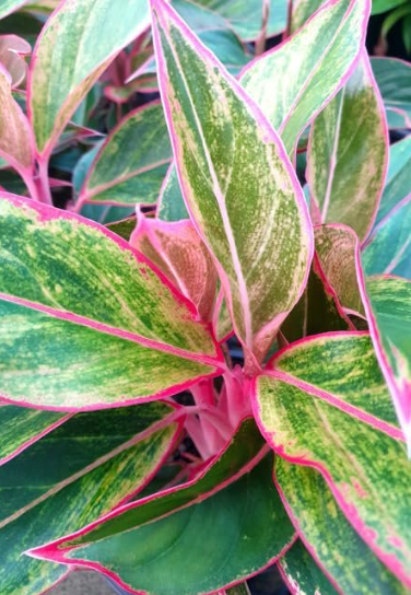 Aglaonema Siam Aurora. : No. I will pot them myself. I would rather save money.