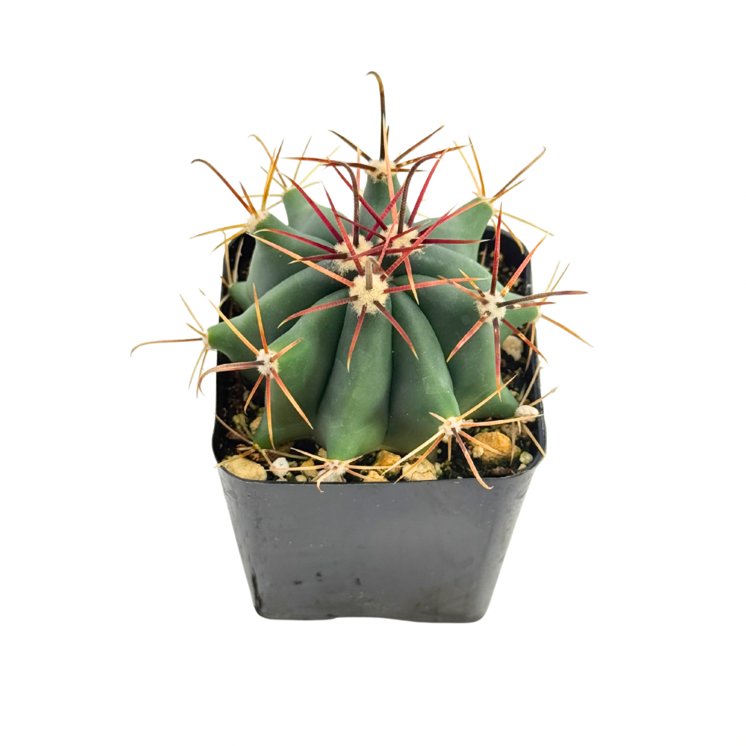 Fire Barrel Cactus | 2.5 inch | Ferocactus gracilis: 2.5 inch