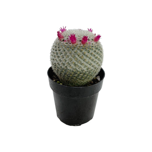 Mammillaria elegans | 2.5 inch: 2.5 inch
