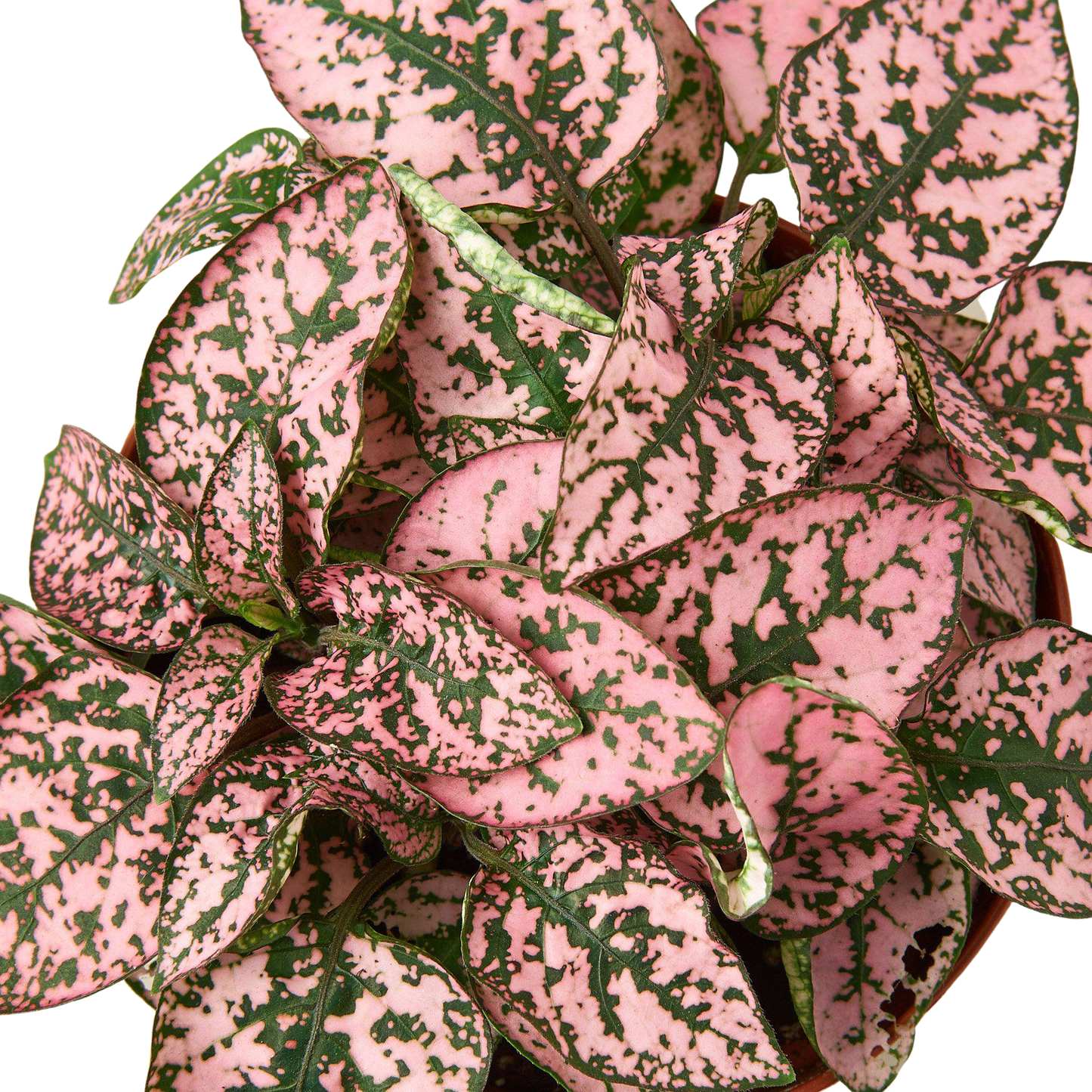 Hypoestes 'Polka Dot': White / 4" Pot