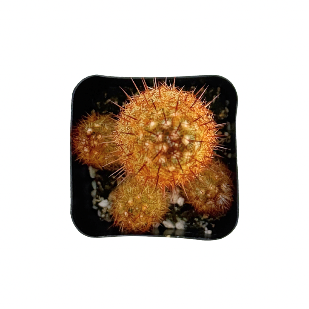 Copper King Cactus | 2.5 inch | Mammillaria elongata: 2.5 inch