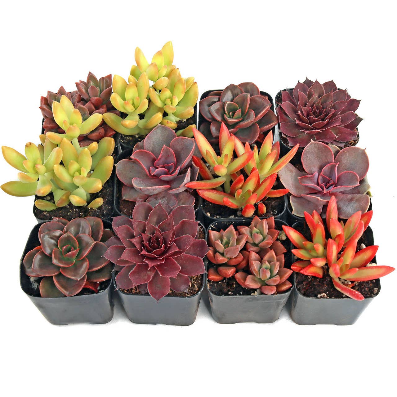 Nuthin' But Color Succulents 12-Pack (12 Varieties, 2" Pots)