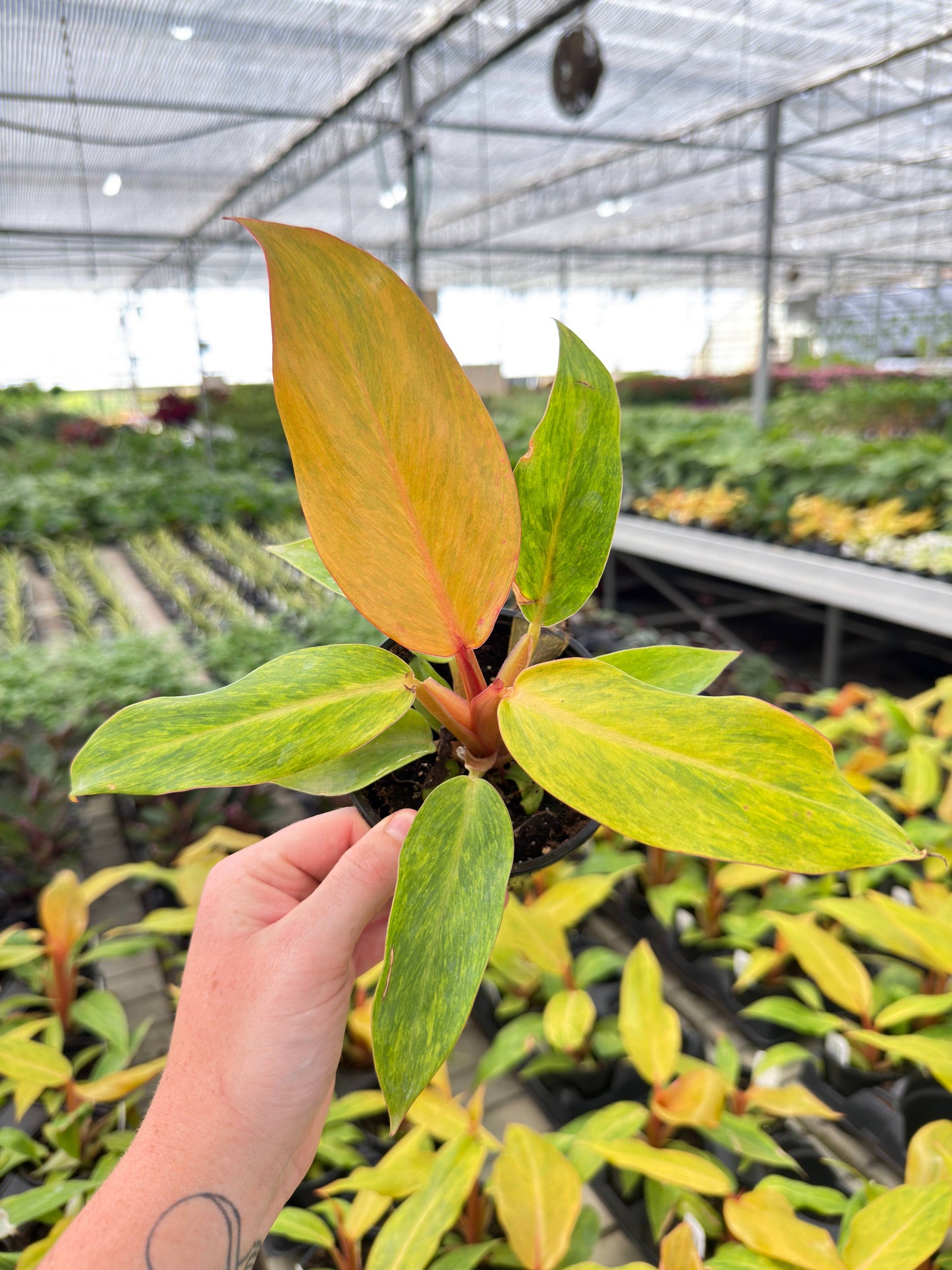 4" Pot - Philodendron Orange Marmalade