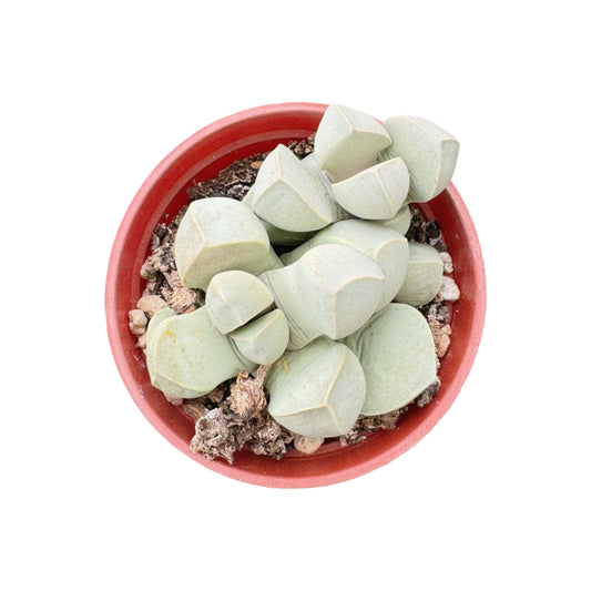 Karoo Rose | 2.5 inch | Lapidaria margaretae: 2.5 inch