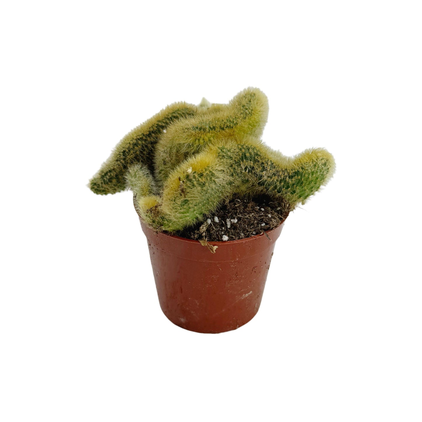 Crested Golden Rat Tail | 2.5 inch | Cleistocactus winteri cristata: 2.5 inch